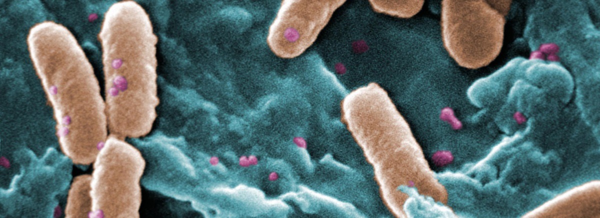 pseudomonas aeruginosa risarcimento